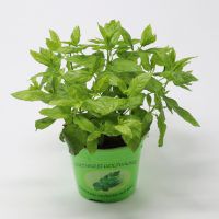 Bio Mojito Minze im Topf NEU! ?