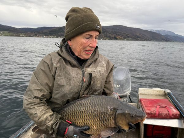 Karpfen Wildfang aus dem Attersee (38€/kg) plus Fracht