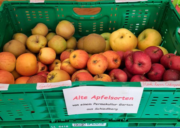 Alte Apfelsorten aus einem Permakultur-Garten