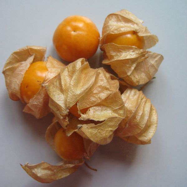 Physalis (Andenbeere)