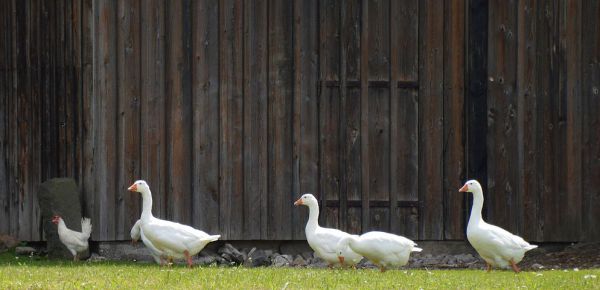 Weidegans (24,00 €/kg) - Vorbestellung für 20.12.