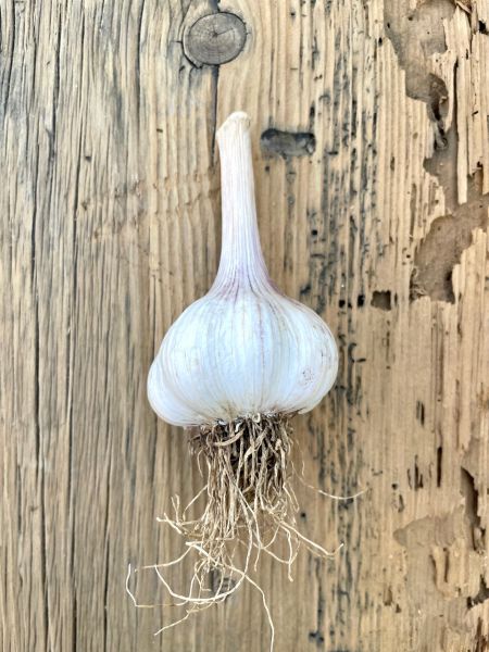 Knoblauch (24,10 €/kg)