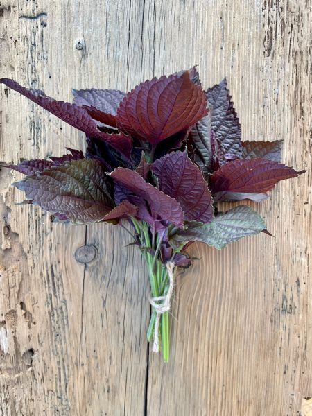 Shiso (Perilla)