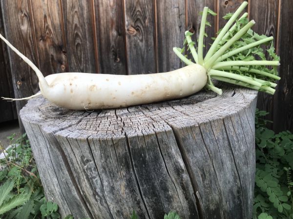 Daikon Rettich