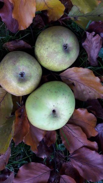 Äpfel Kanada-Renette aus Streuobstwiese