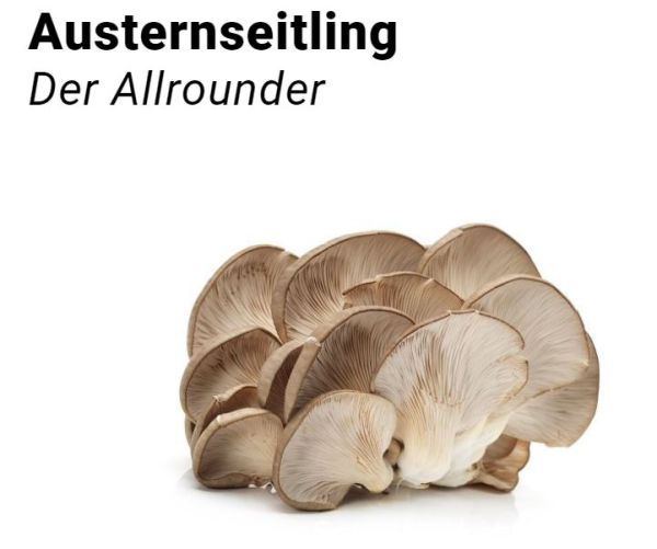 Austernseitling