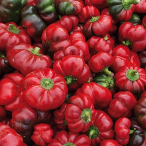 Paprika - Paradeisfrüchtiger Samen