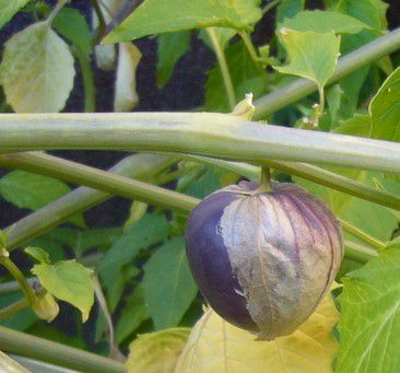 Tomatillo - gemischt (gelb & violett)