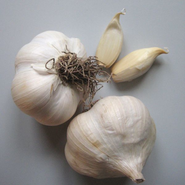 Knoblauch