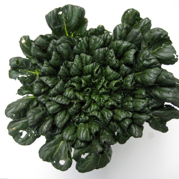 Asia Salat Tatsoi (Rosetten Pak Choi)