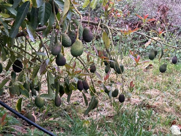 *ausverkauft* Avocado AKTION aus Kreta € 8,-/kg