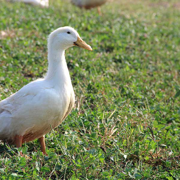 Ente bratfertig (€ 21,50/kg) ohne Innereien - Abholung 8.11.