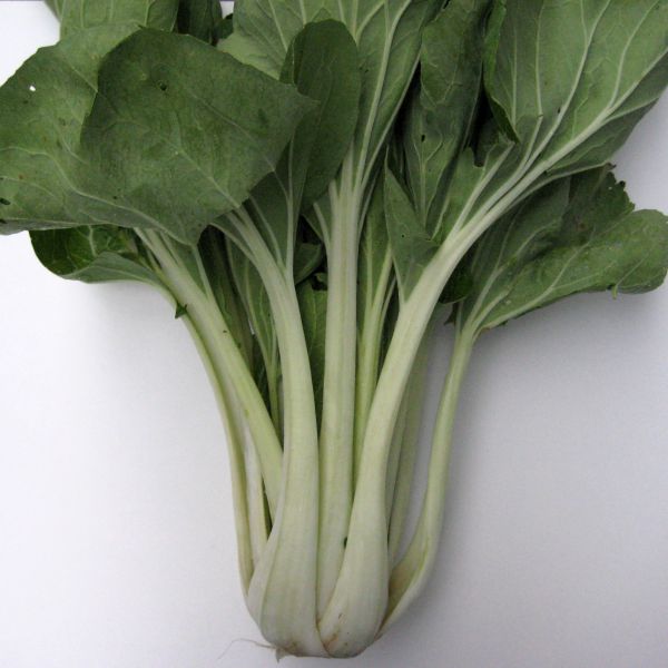 Asia Salat Pak Choi