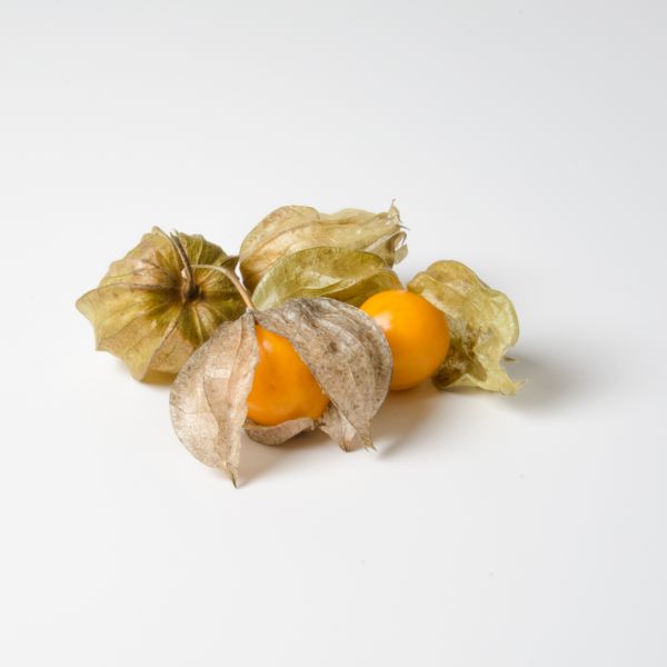 Physalis