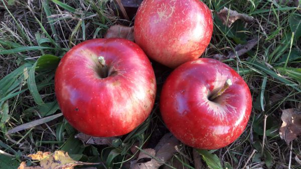 Äpfel Wildsorte rot (säuerlich- süß)